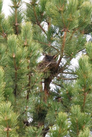 Great Horned Owl on a nest, Othello Cemetery