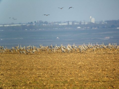 Sandhill Cranes - Flickr - GregTheBusker