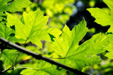 Leaves at Battle Ground Lake State Park