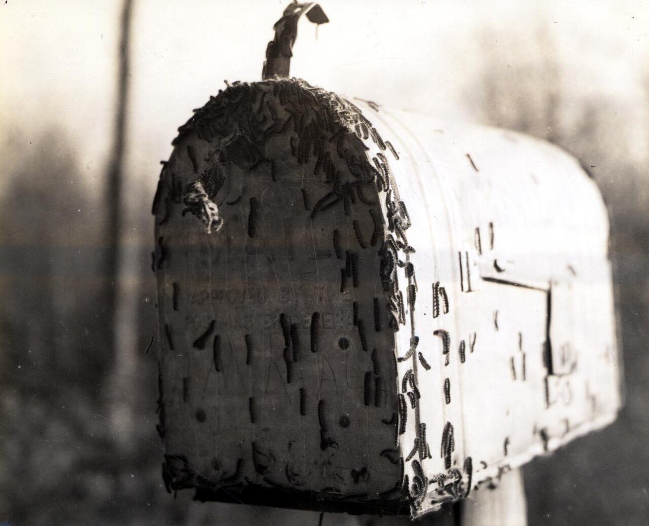 1939. Forest tent caterpillar (Malacosoma disstria) larvae on mailbox. Kelso, Washington