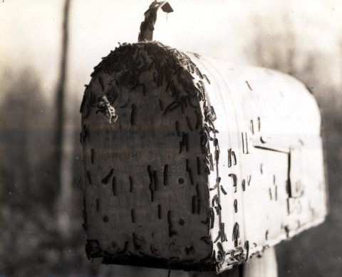 1939. Forest tent caterpillar (Malacosoma disstria) larvae on mailbox. Kelso, Washington