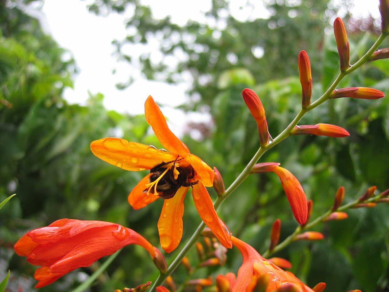 Bumblebee on a Lucifer lily (Camas, Washington, USA - 2007)