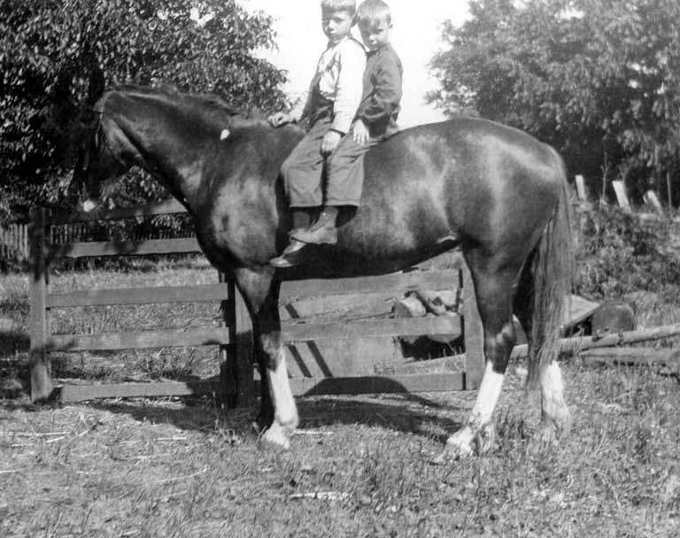Two unidentified boys on a horse on the Warren family farm, Bellevue, Washington, ca. 1913
