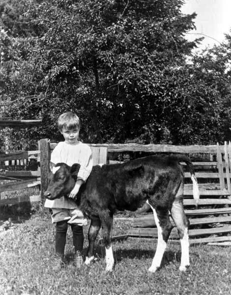 Rody Burrows standing with a calf on the Warren family farm, Bellevue, Washington, ca. 1913