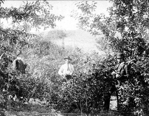 Picking apples near Spokane Falls, Washington, ca. 1885