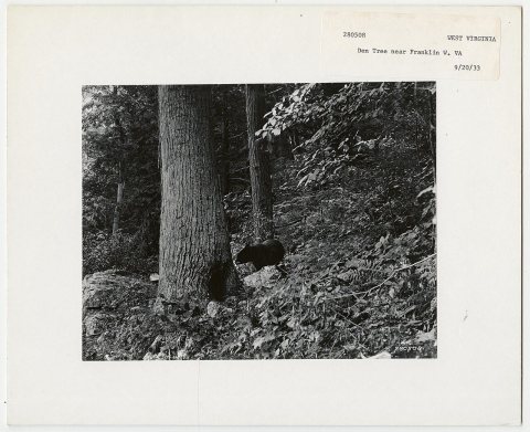 Animal: Bears - West Virginia