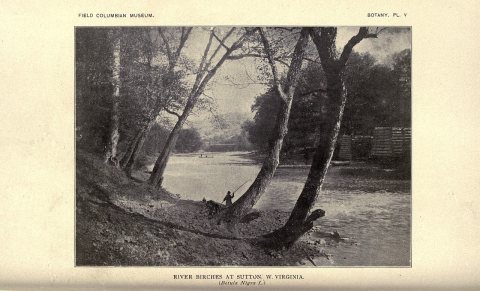 River Birches at Sutton, W. Virginia