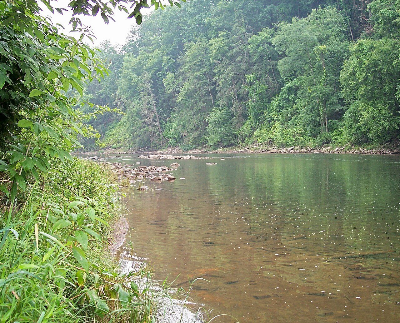 Black Fork