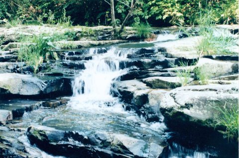 West Virginia Jungle