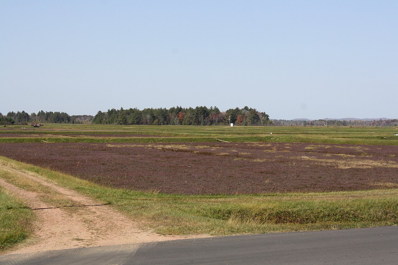 CranberryBogBeforeFloodingHarvest