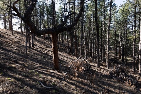 2024-04-25 Monument Colorado - 008
