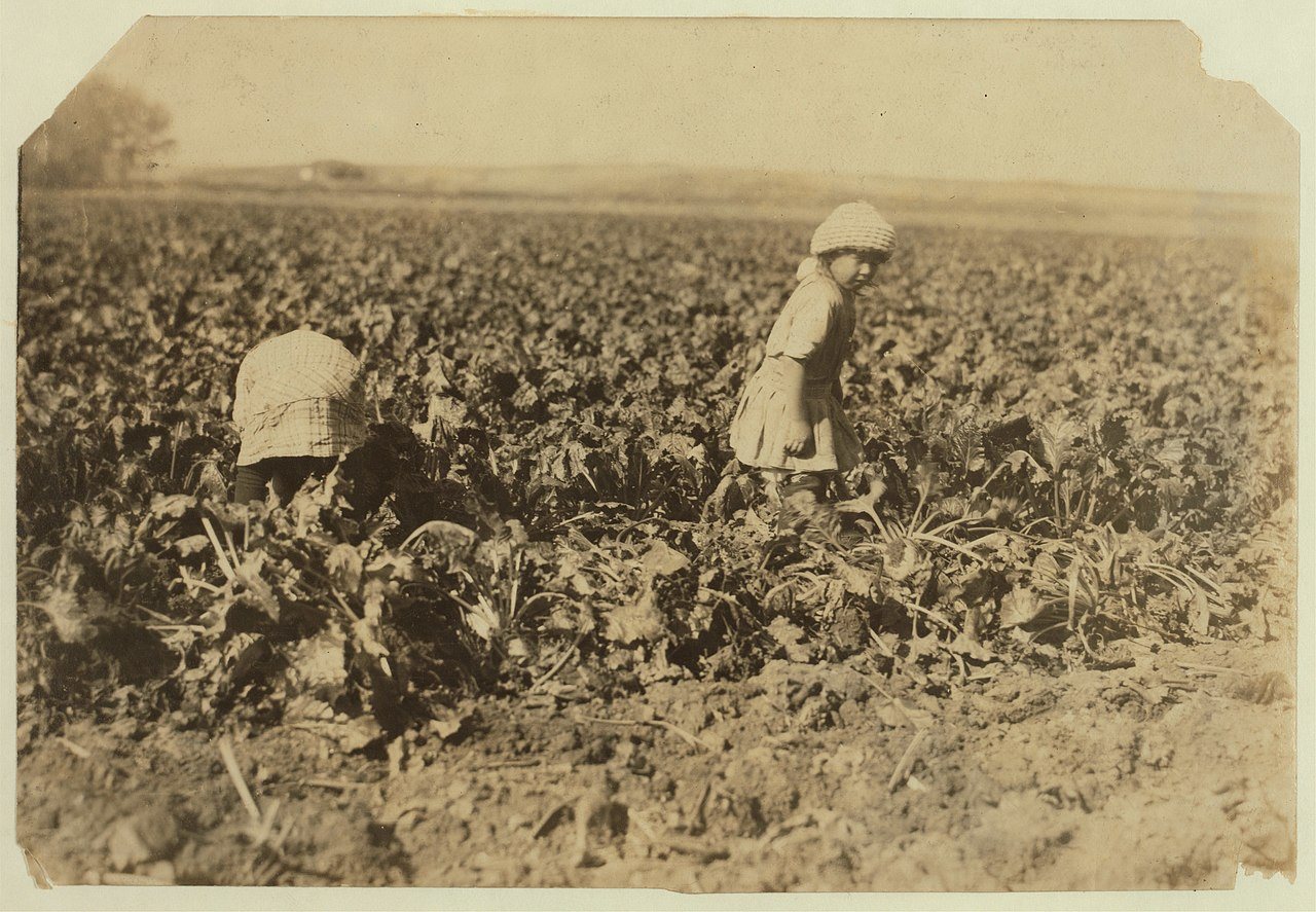 Conrad Helmut's two girls, 6 and 8 yrs. old, pulling beets, near Sterling, Colo. The ground was hard and the little one…