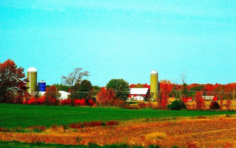 Farms near Marshfield