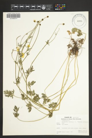 Ranunculus bulbosus St. Anthonys turnip