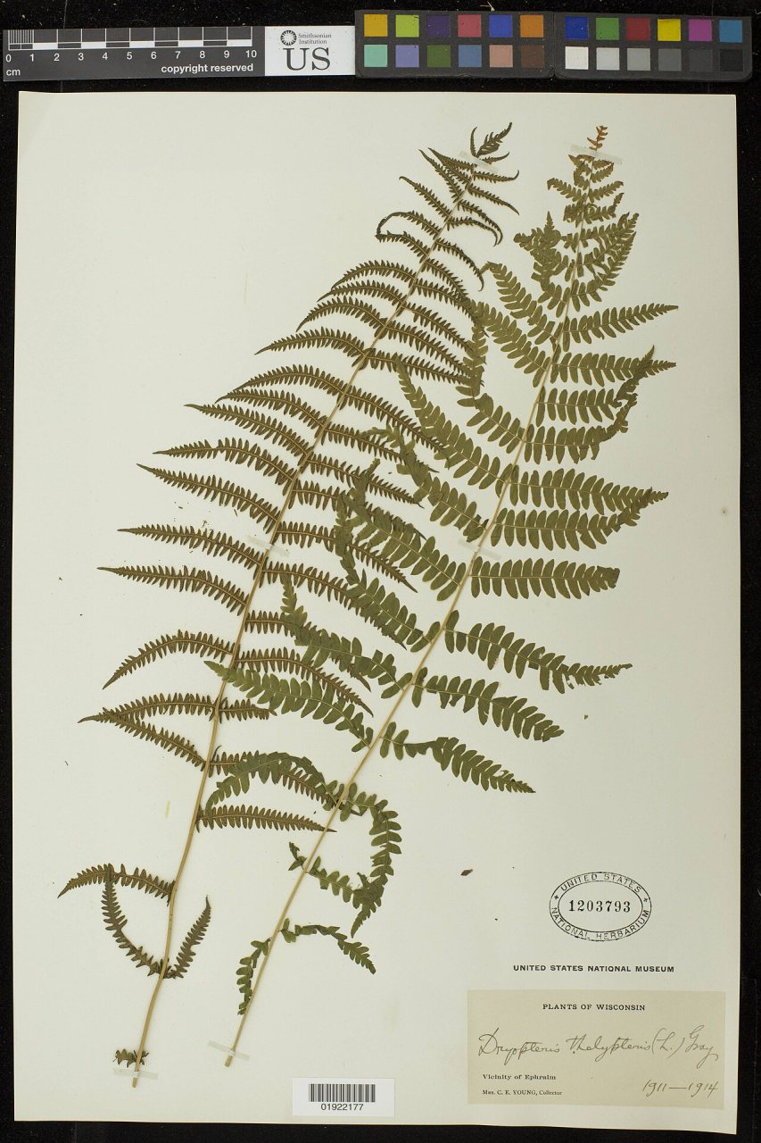 Eastern marsh fern Thelypteris palustris Vicinity of