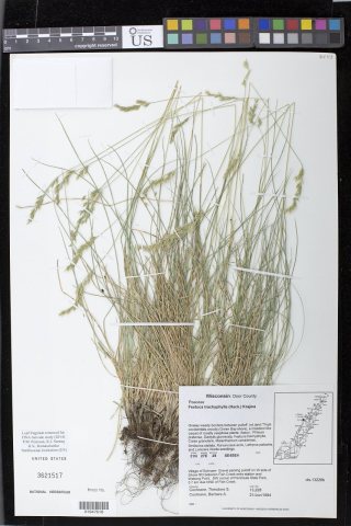 Festuca trachyphylla