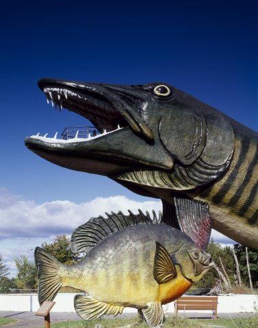 Mammoth Muskie at the Fishing Hall of Fame