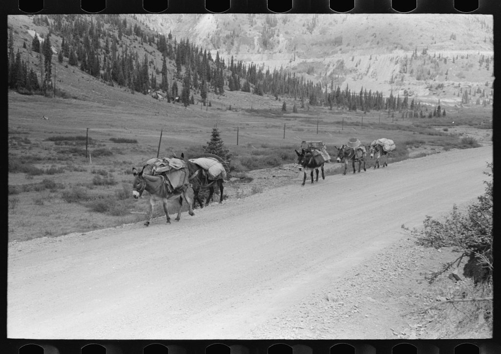 Pack train of sheepherder near Durango, Colorado