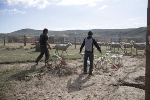 Workers gently move recently born lambs at the Ladder Livestock Ranch's sheepherding operation during lambing season ne…