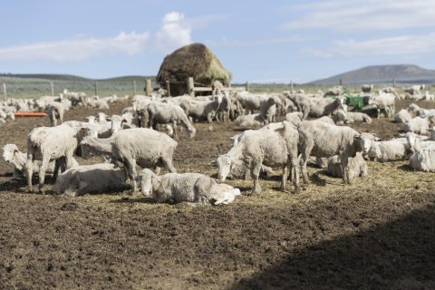 Sheep and recently born lambs at the Ladder Livestock Ranch's sheepherding operation during lambing season near Dixon, …