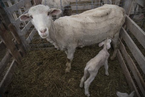 A newborn lamb gets a meal at the Ladder Livestock Ranch's sheepherding operation during lambing season near Dixon, Wyo…