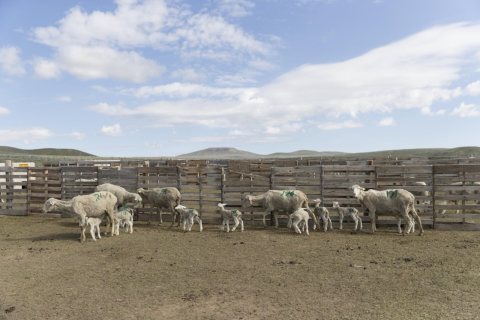Sheep and recently born lambs at the Ladder Livestock Ranch's sheepherding operation during lambing season near Dixon, …