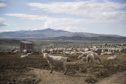 Sheep and recently born lambs at the Ladder Livestock Ranch's sheepherding operation during lambing season near Dixon, …