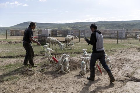 Workers gently move recently born lambs at the Ladder Livestock Ranch's sheepherding operation during lambing season ne…
