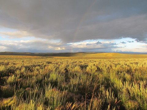 Sage-steppe Habitat in Upper Green River