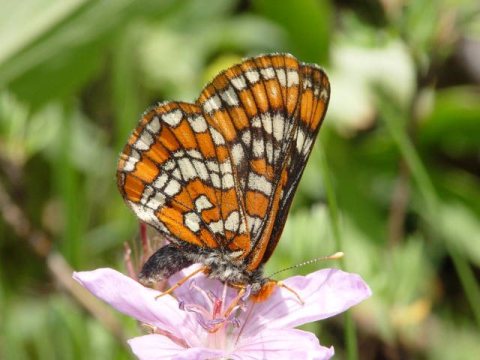 Euphydryas gillettii, female, side