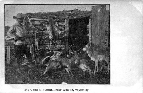 Postcard - Big Game is Plentiful Near Gillette, Wyoming (front)