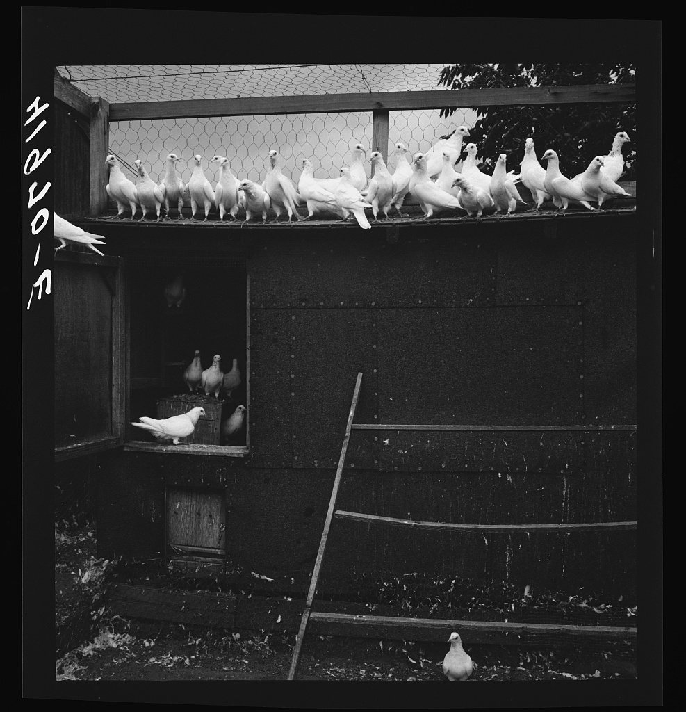 Pigeons raised by Mr. Edward J. Warner, who is a part time carpenter. North Haven, Connecticut