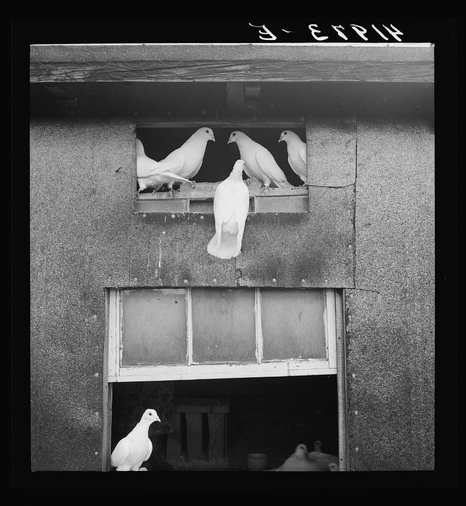 Untitled photo, possibly related to: Pigeons raised by Mr. Edward J. Warner, who is a part time carpenter. North Haven,…
