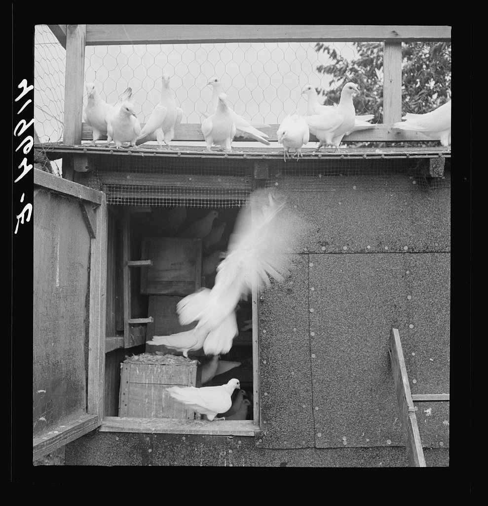 Untitled photo, possibly related to: Pigeons raised by Mr. Edward J. Warher, who is a part time carpenter. North Haven,…
