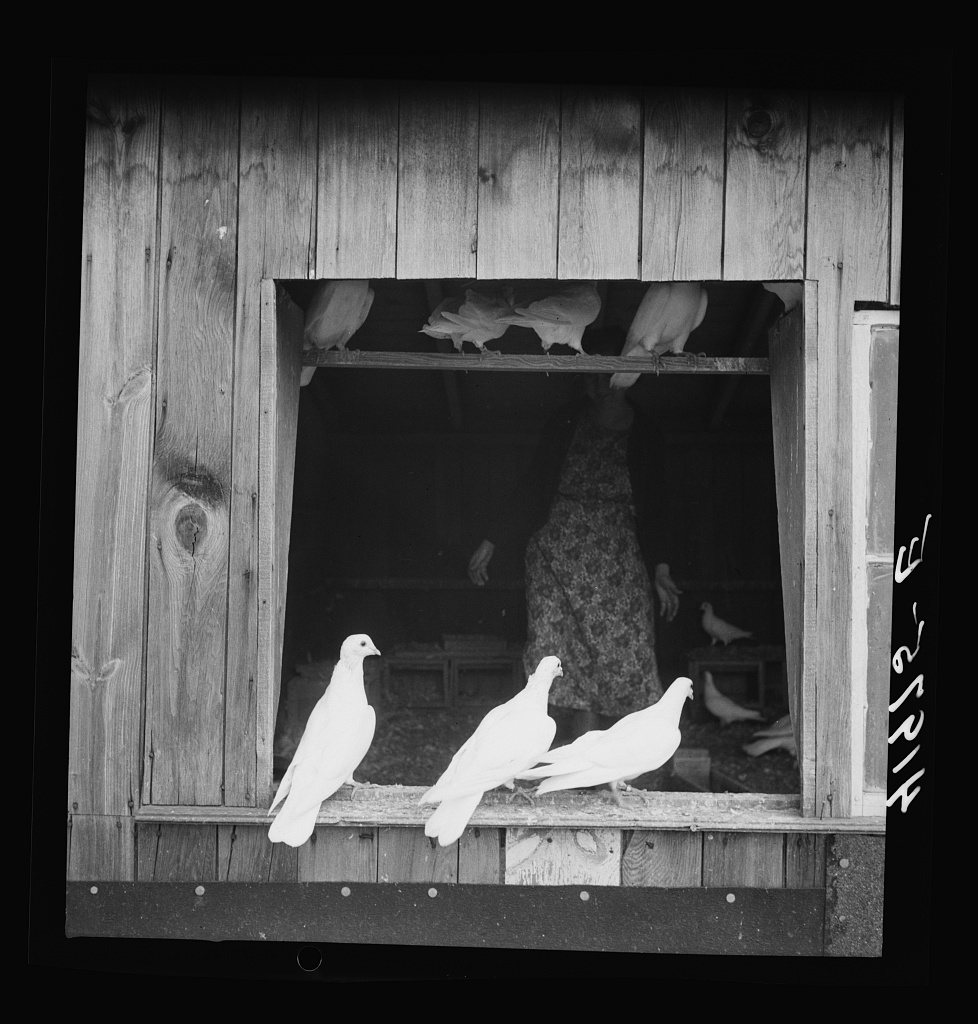 Untitled photo, possibly related to: Pigeons raised by Mr. Edward J. Warner, who is a part time carpenter. North Haven,…