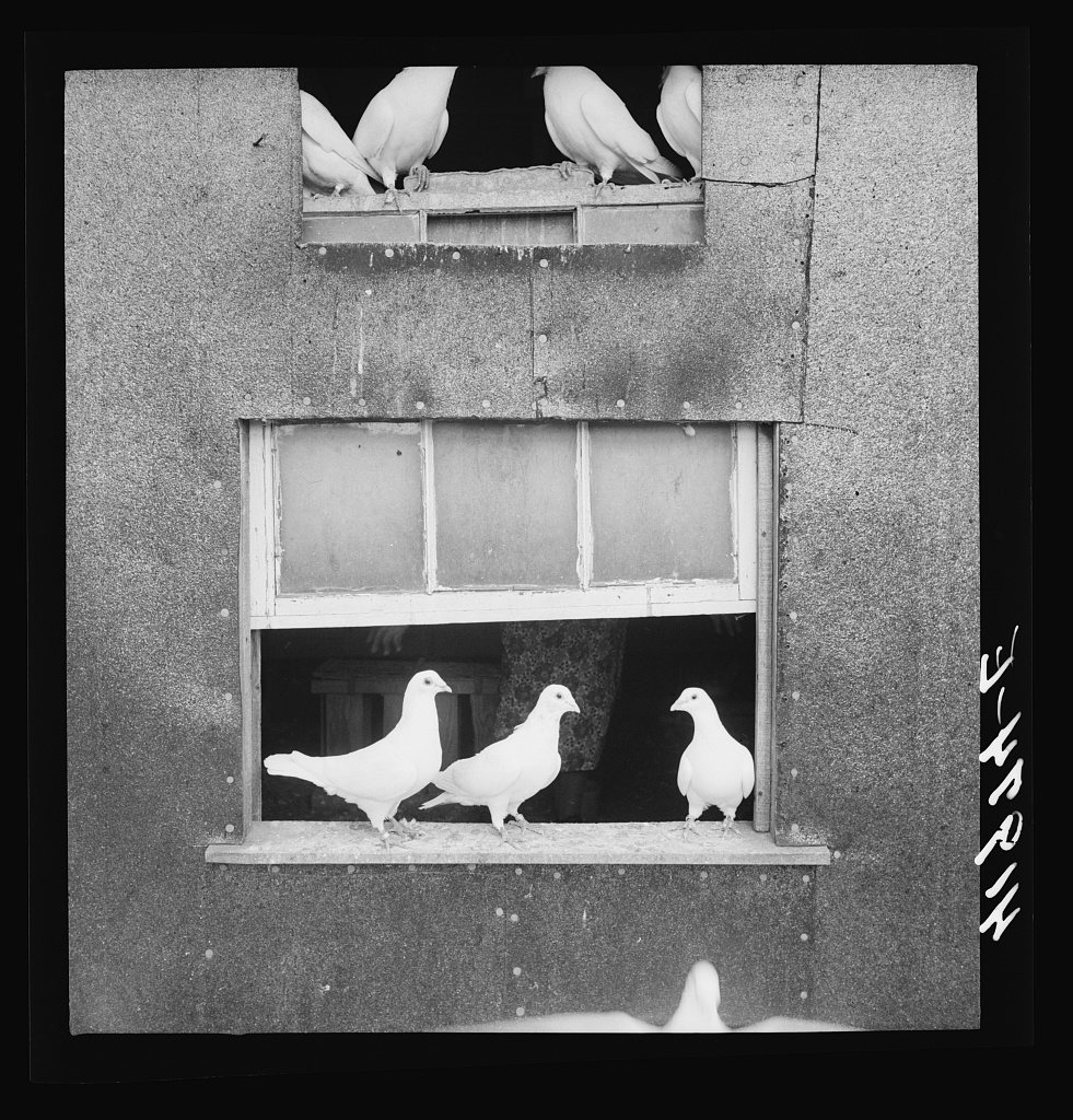 Untitled photo, possibly related to: Pigeons raised by Mr. Edward J. Warner, who is a part time carpenter. North Haven,…