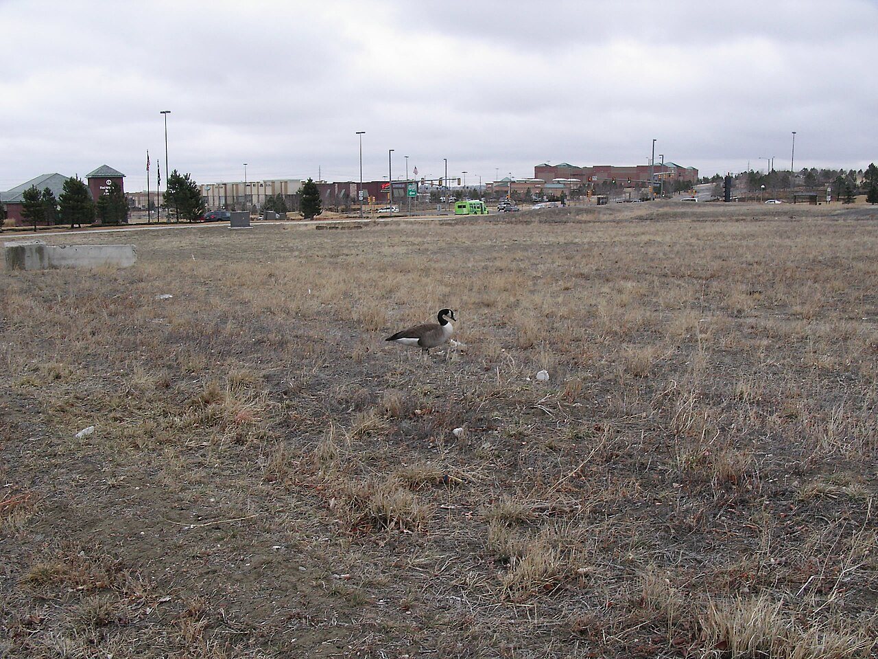 Duck