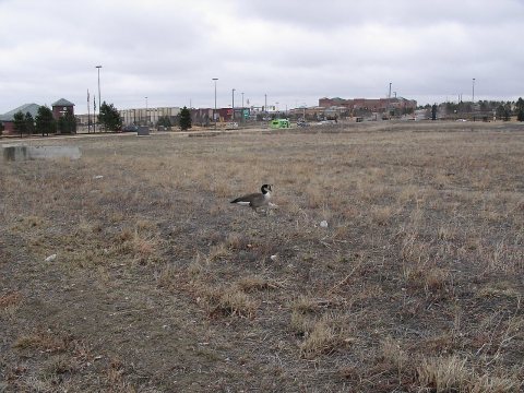 Duck