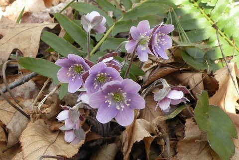 Anemone americana (blunt-lobed hepatica)