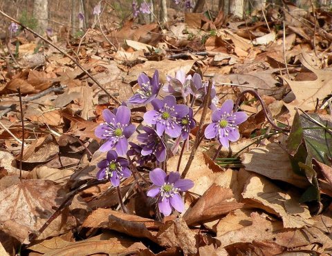 Anemone americana (blunt-lobed hepatica)