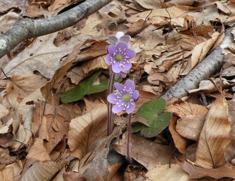 Anemone americana (blunt-lobed hepatica)