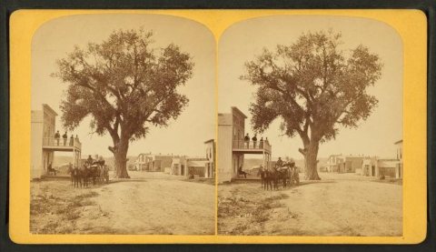 The largest cottonwood tree in Colorado, Fifth Street, South Pueblo, by Gurnsey, B. H. (Byron H.), 1833-1880