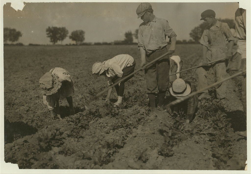 Three adults and six children from seven years to twelve years hard at work on a sugar beet farm near Greeley Colorado.…