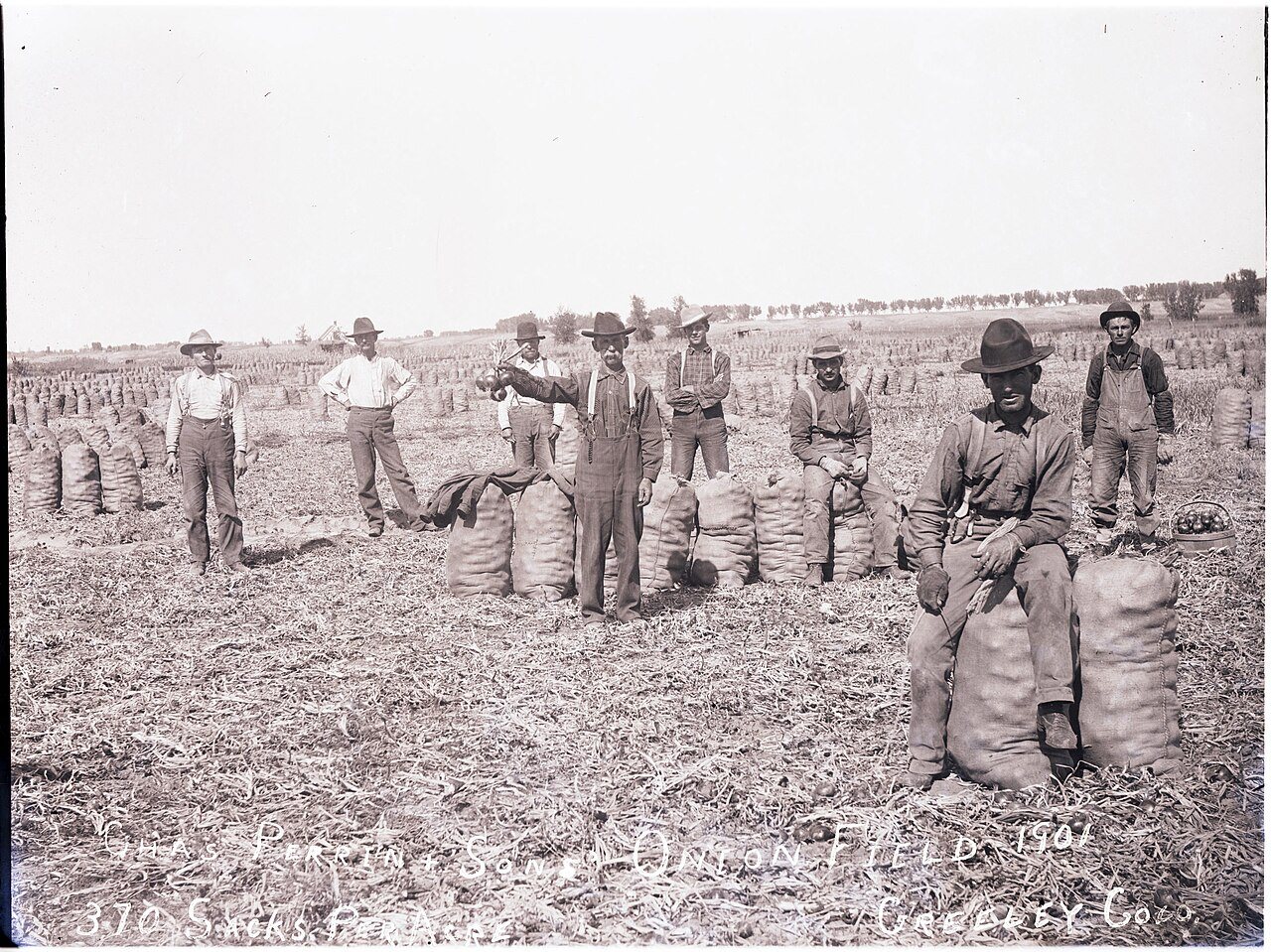 Chas. Perrin and sons' onion field, 1901. 370 sacks per acre, Greeley, Colo. with men