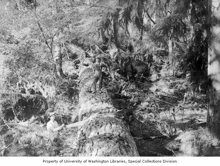 Loggers sawing felled trees with crosscut saws, Deep River, 1903
