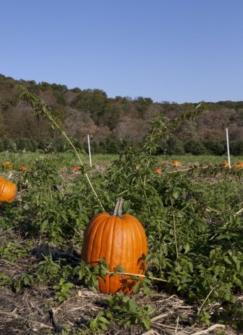 Pumpkin patch near