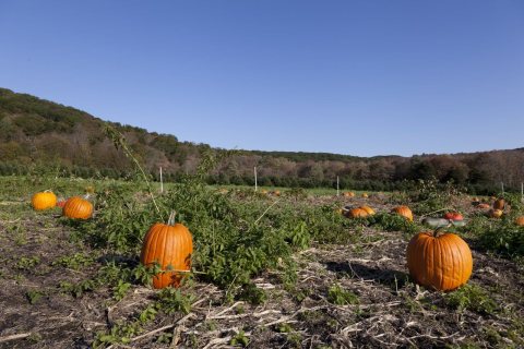 Pumpkin patch near