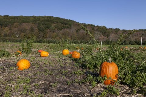 Pumpkin patch near