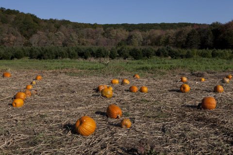 Pumpkin patch near