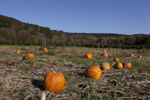 Pumpkin patch near